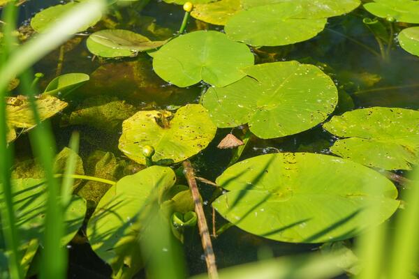 Ultimate Parabolic Floater