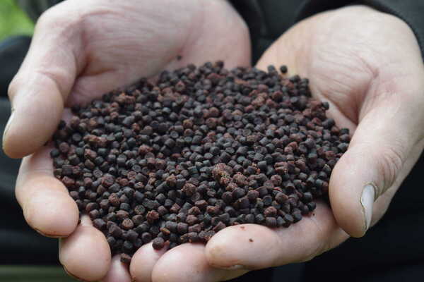 Sonubaits Pellets de Halibut con Ajo y Queso (900 g)