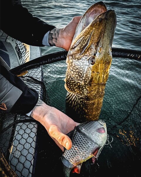 Savage Gear 3D Line Thru Roach Slow Sinking 32cm (420g) 