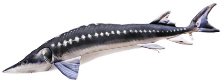 Gaby The European Sturgeon 125cm