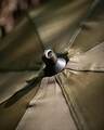 Fox Brolly 60" 